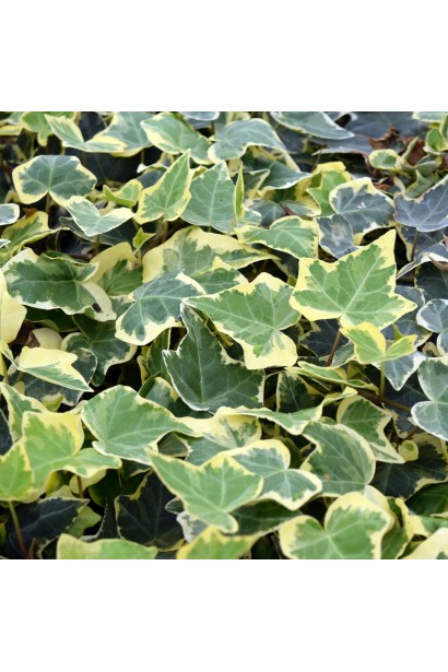 Плющ англійський Голден Чайлд